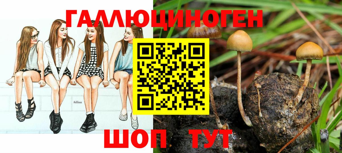 Псилоцибиновые грибы прущие грибы  Славянск-на-Кубани 